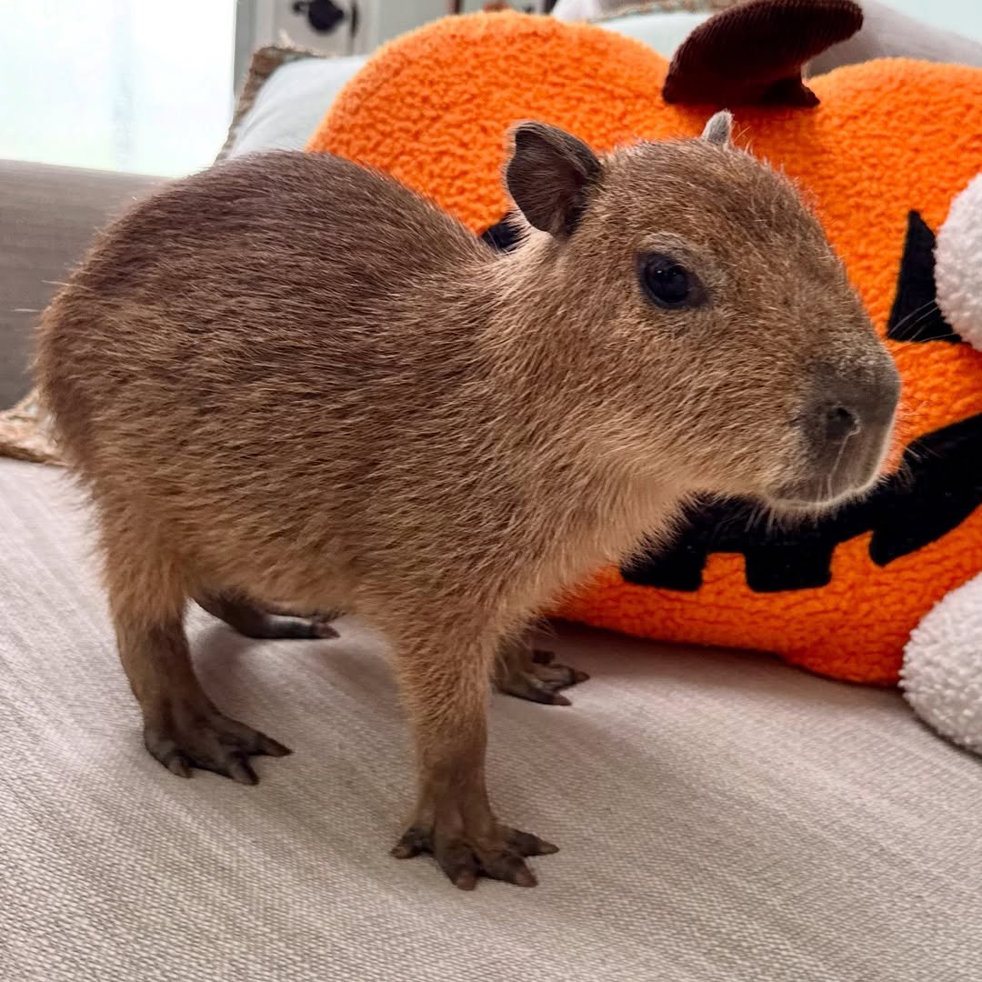 “Cabybara for sale – healthy exotic pet cabybara”