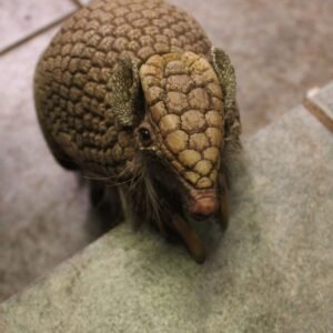 “3-banded armadillo for sale – exotic pet armadillo”