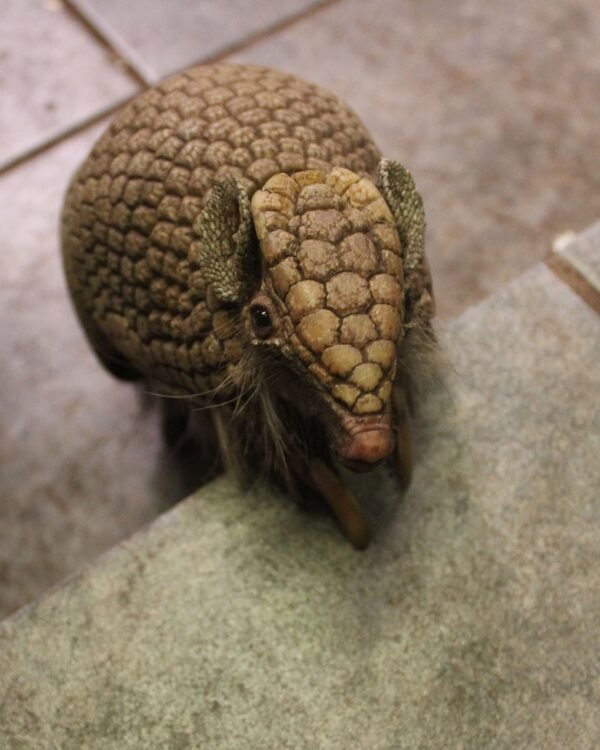 “3-banded armadillo for sale – exotic pet armadillo”