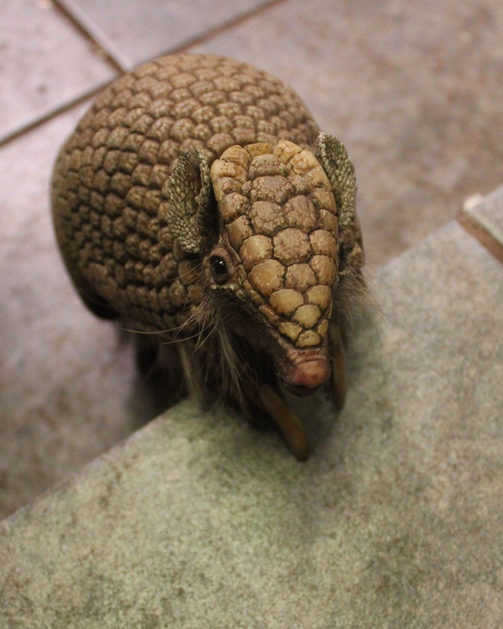 “3-banded armadillo for sale – exotic pet armadillo”