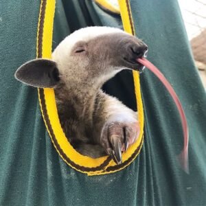 Young pet anteater available from trusted breeder