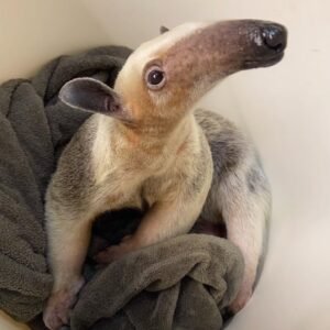 Healthy young anteater available from a reputable breeder in the US – anteater for sale US