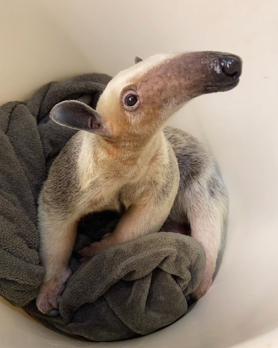 Healthy young anteater available from a reputable breeder in the US – anteater for sale US