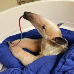 Young tame anteater available from reputable breeder