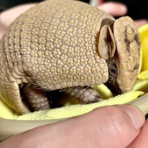 “Armadillo as pets – healthy exotic pet armadillo”
