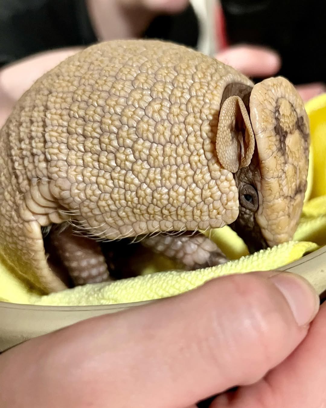 “Armadillo as pets – healthy exotic pet armadillo”
