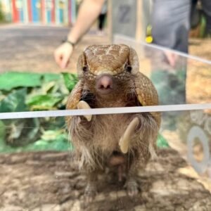 “Armadillo pet for sale – healthy exotic pet armadillo”