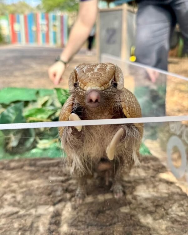 “Armadillo pet for sale – healthy exotic pet armadillo”