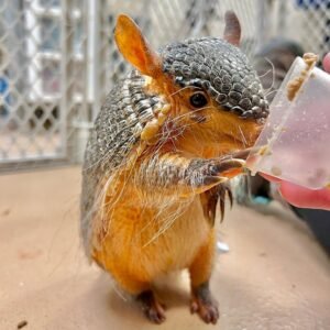 “Armadillos as pets – healthy exotic pet armadillo”
