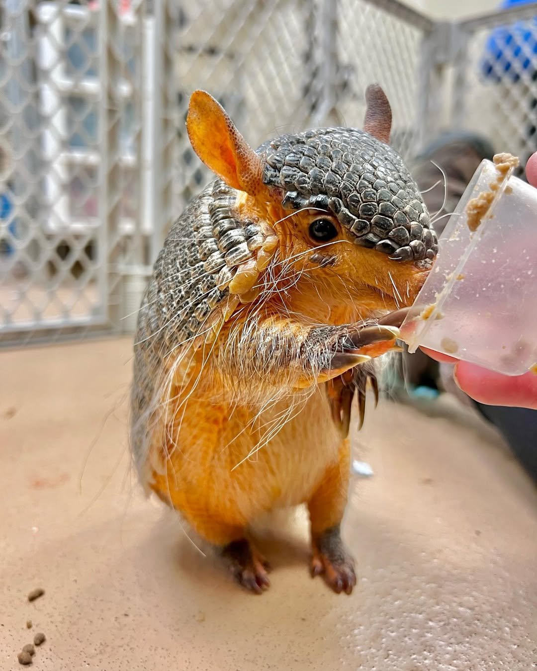 “Armadillos as pets – healthy exotic pet armadillo”