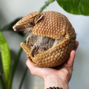 “Baby armadillo for sale – cute exotic pet armadillo”