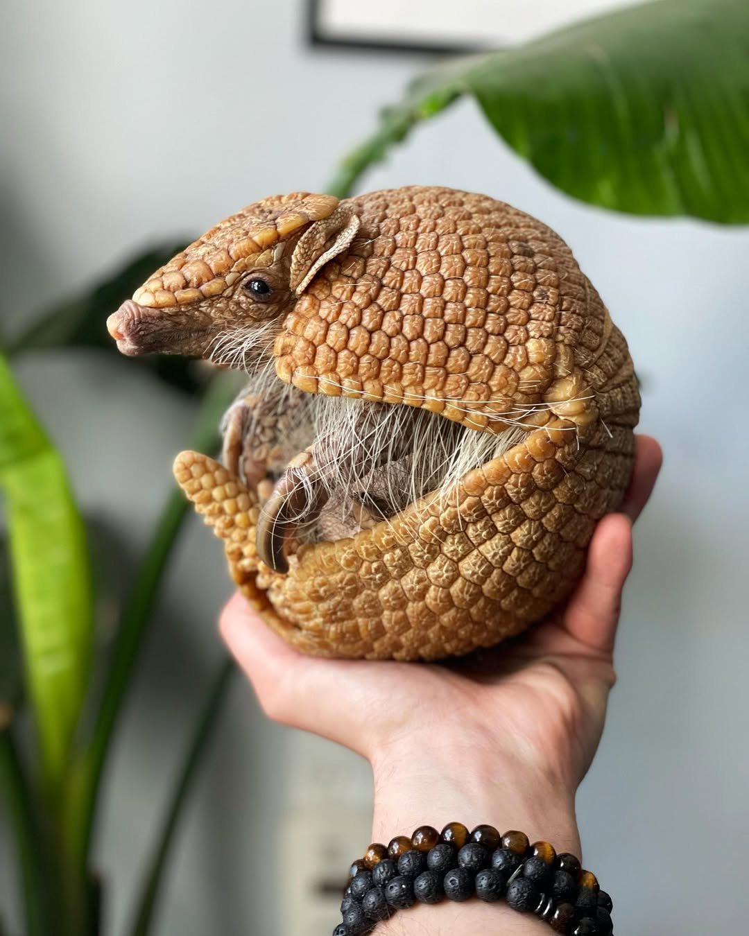 “Baby armadillo for sale – cute exotic pet armadillo”