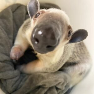 Hand-raised anteater available from trusted exotic pet breeder – can I buy an anteater?