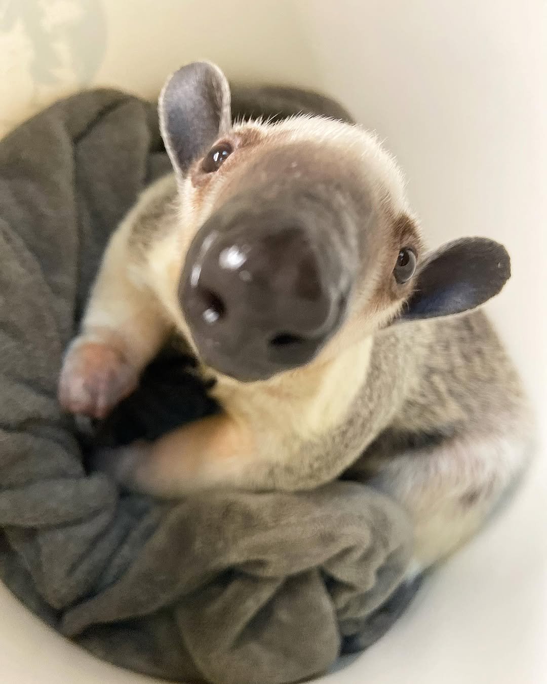 Hand-raised anteater available from trusted exotic pet breeder – can I buy an anteater?