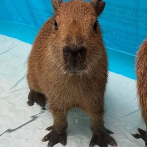 “Ccappybara for sale – exotic pet ccappybara”