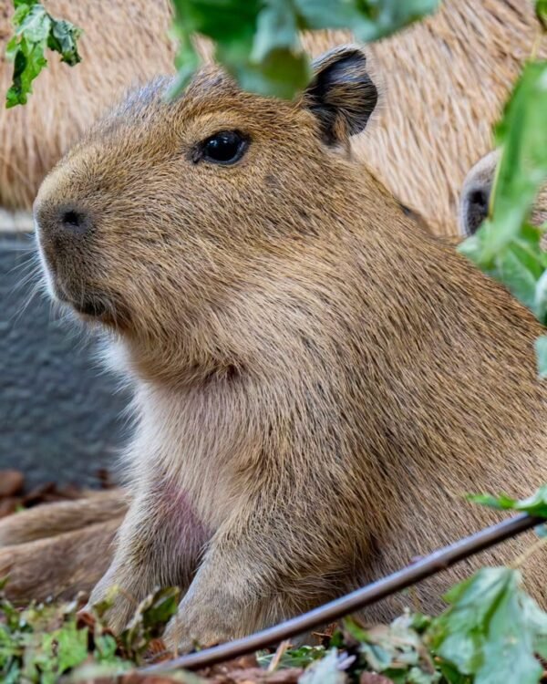 “Capybara for sale cheap – affordable exotic pet capybara”