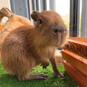 capybara for sale price