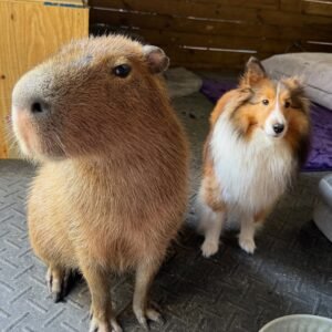 “Capybara for sale price – healthy exotic pet capybara”