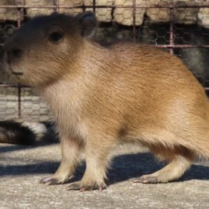 “Capybara for sale price – healthy pet capybara”