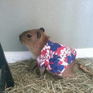 “Capybara pet for sale – exotic pet capybara”