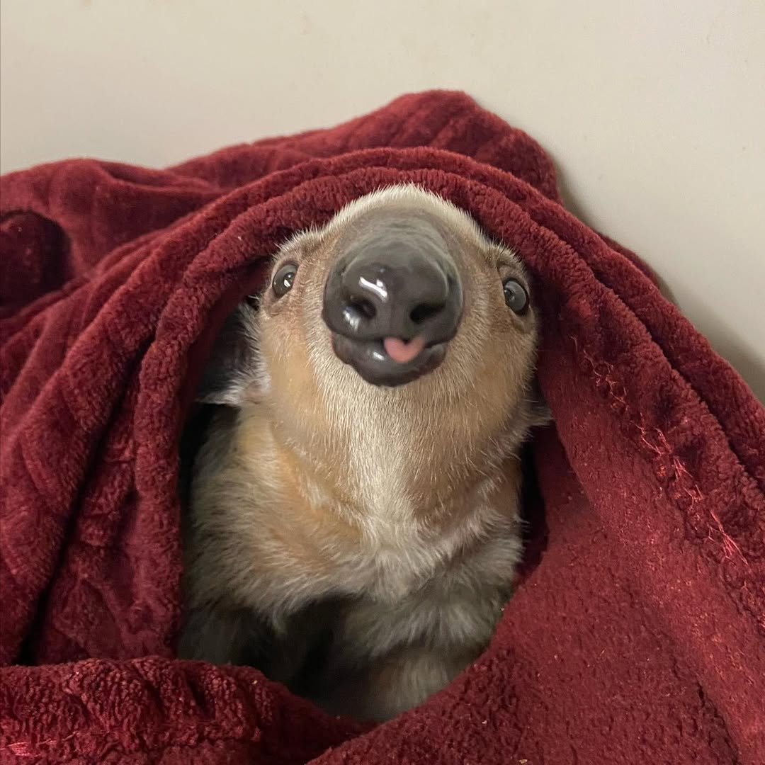 Young pet anteater for sale from trusted exotic animal breeder.