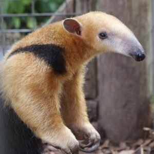 “Tamandua for sale – healthy exotic anteater pet”