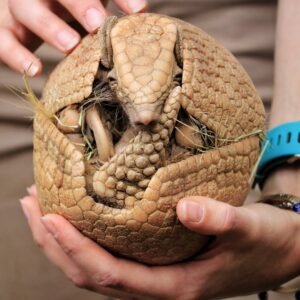 “Three-banded armadillo for sale – exotic pet armadillo”