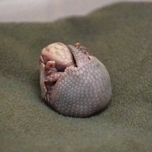 three banded armadillos for sale