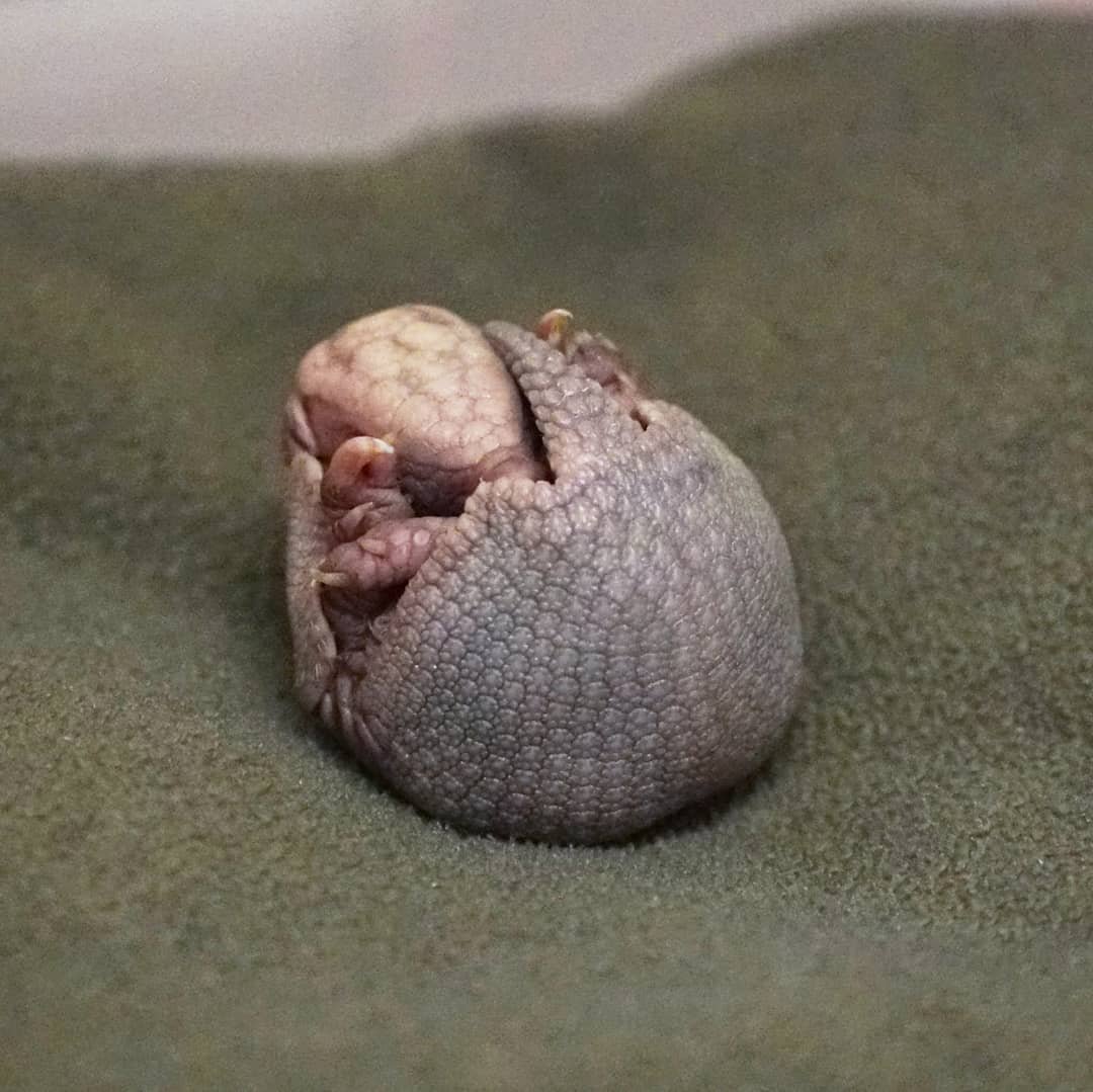 three banded armadillos for sale