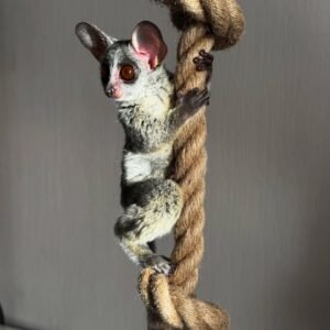 Healthy galago for sale, captive-bred and well-socialized, raised under ethical and professional care
